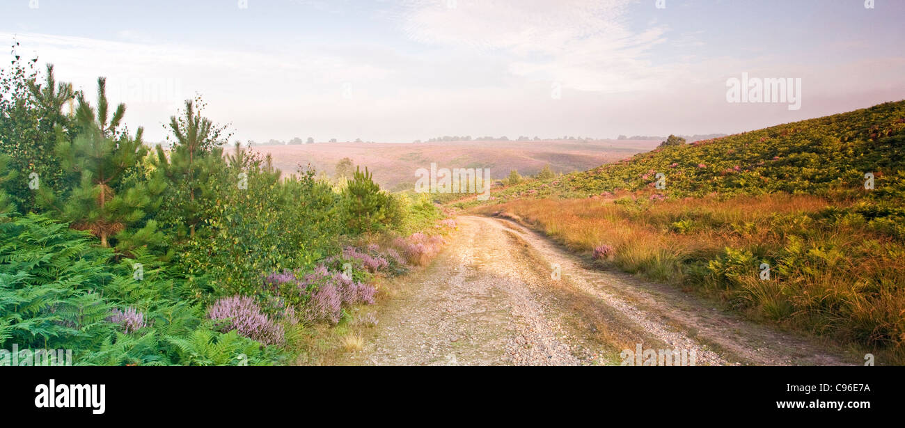 Heathland path down into misty Sherbrook Valley in summer Cannock Chase AONB Stock Photo