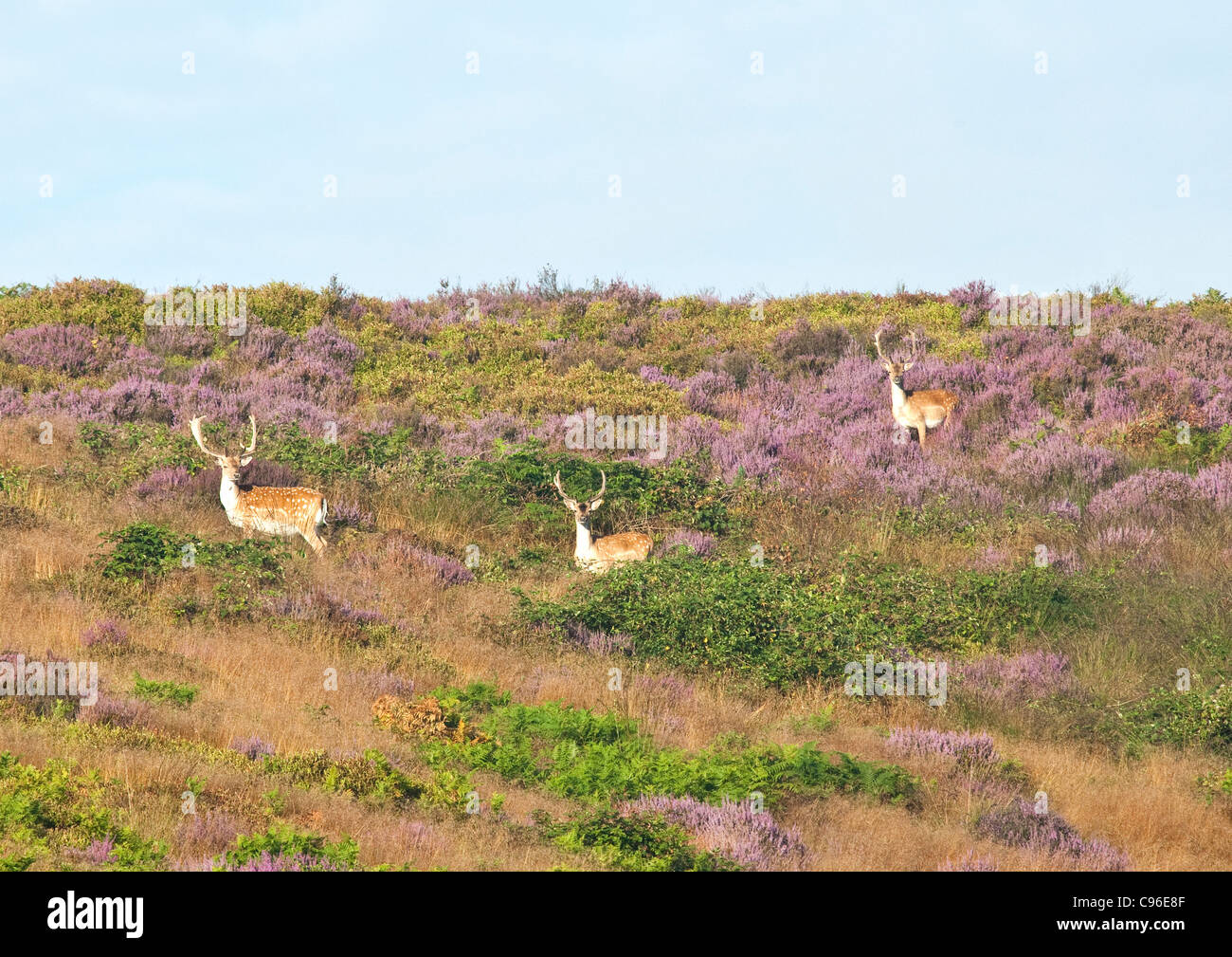 Heathland hillside with heather in full bloom with three feeding Fallow Deer stags in summer Stock Photo