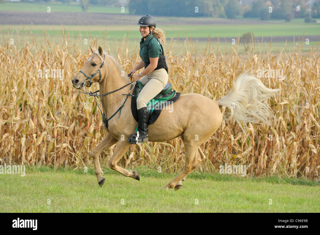 Rider wearing a back protector galloping on a palomino purebred horse