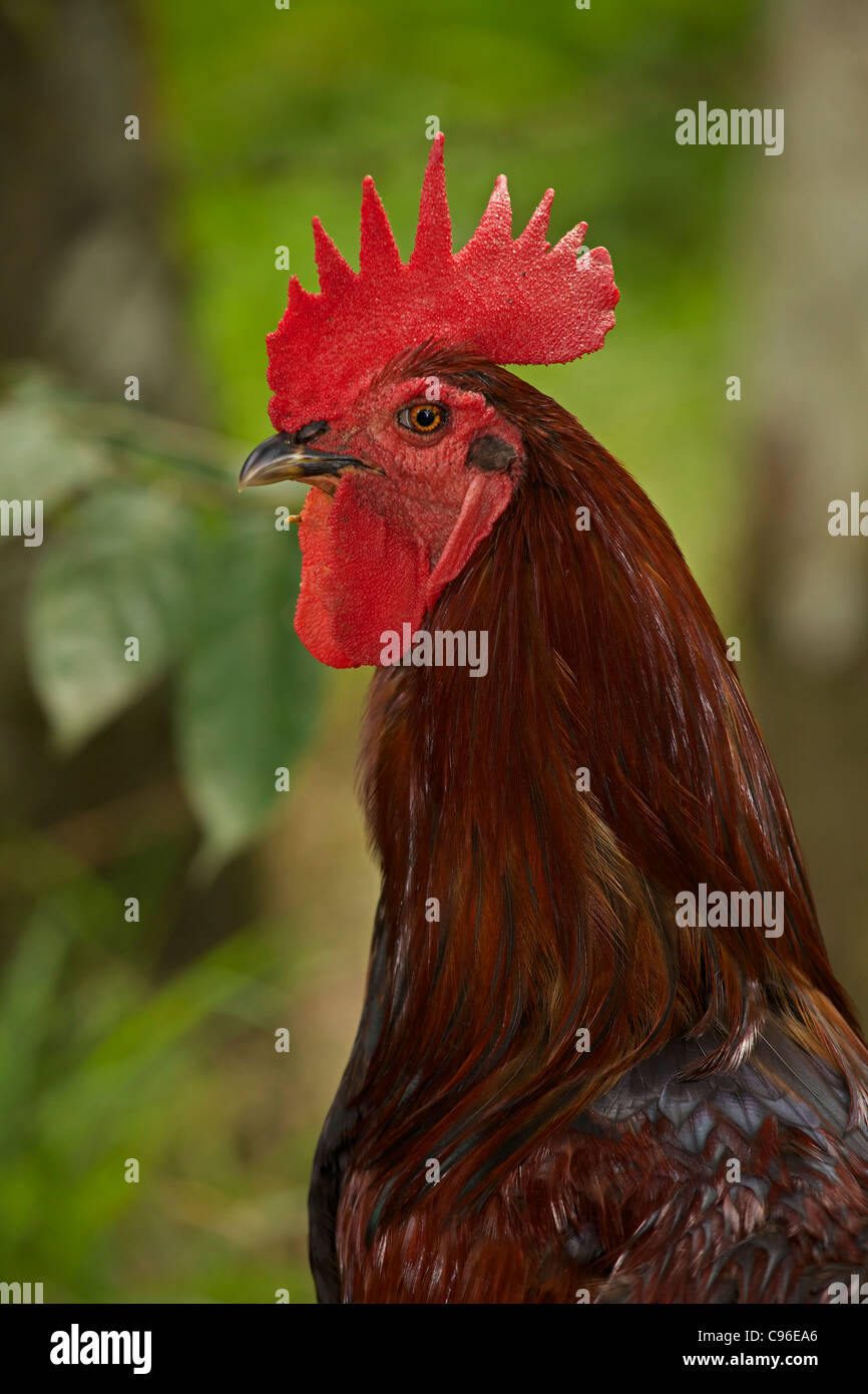 Rooster (Gallus gallus domesticus) Costa Rica Stock Photo Alamy