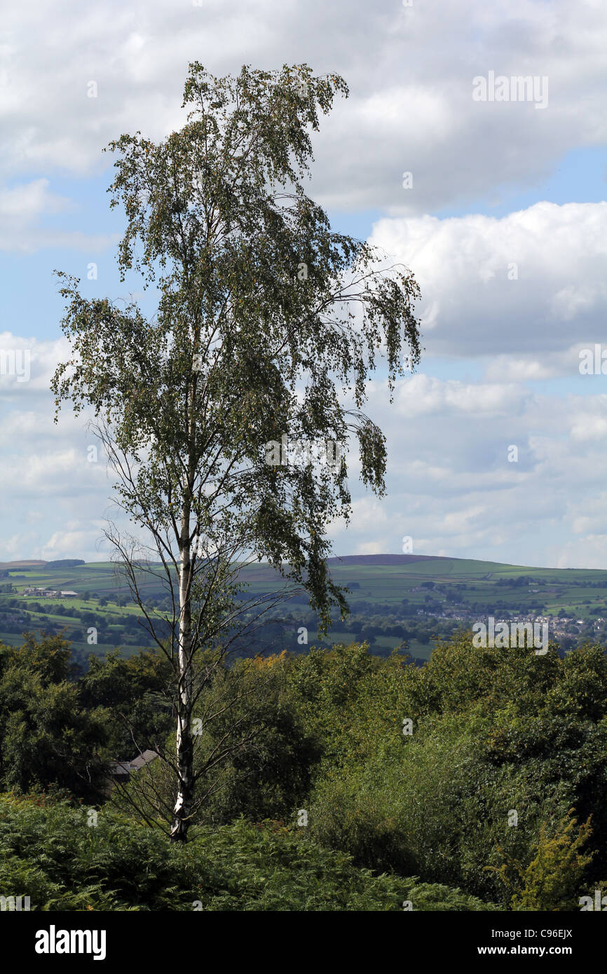 portrait-colour-photograph-of-a-tree-on-ilkley-moor-top-with-a-backdrop