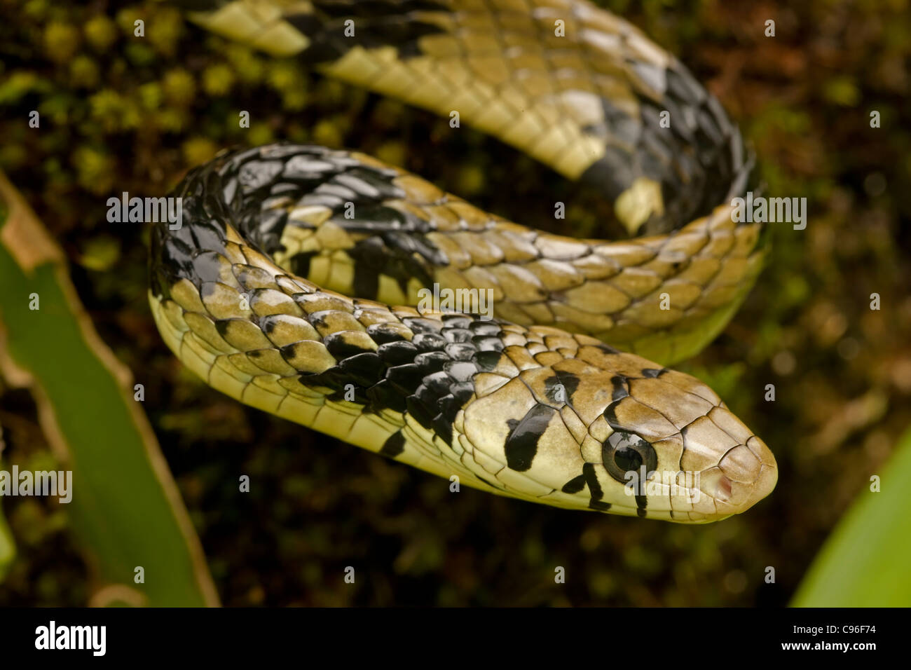 Tropical Rat Snake - (Spilotes pullatus) - Costa Rica - tropical rainforest Stock Photo