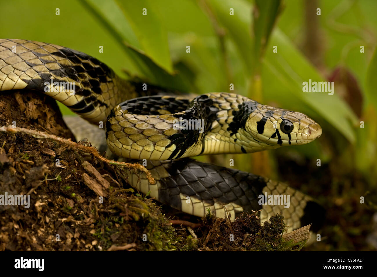 Tropical Rat Snake - (Spilotes pullatus) - Costa Rica - tropical rainforest Stock Photo