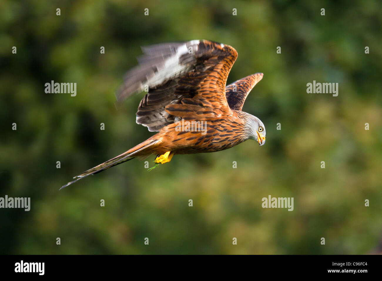 Red Kite; Milvus milvus; in flight; UK Stock Photo