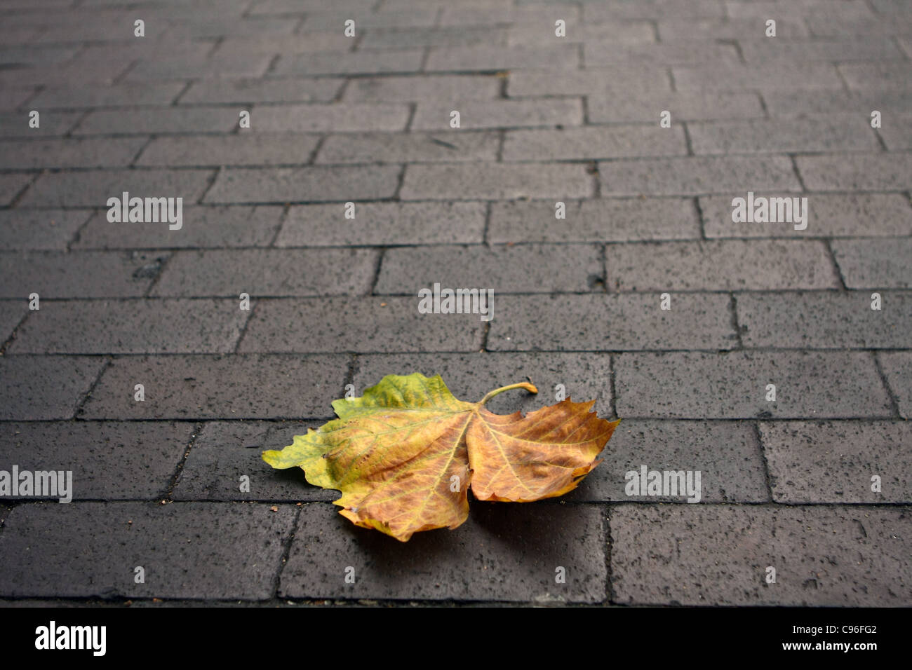 a low level view of a dead leaf lying on brick paving Stock Photo - Alamy