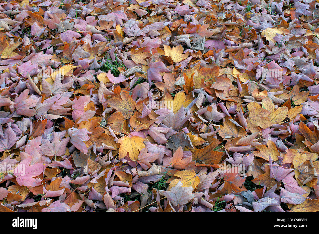 Fallen maple leaves in autumn Acer pseudoplatanus Atropurpureum Stock Photo