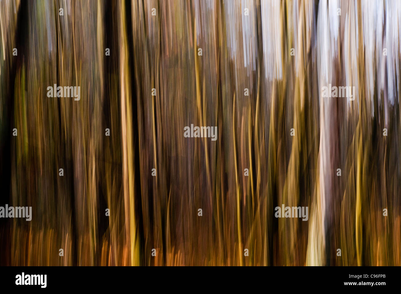 Rows of trees blurred in camera using a downward panning technique Stock Photo