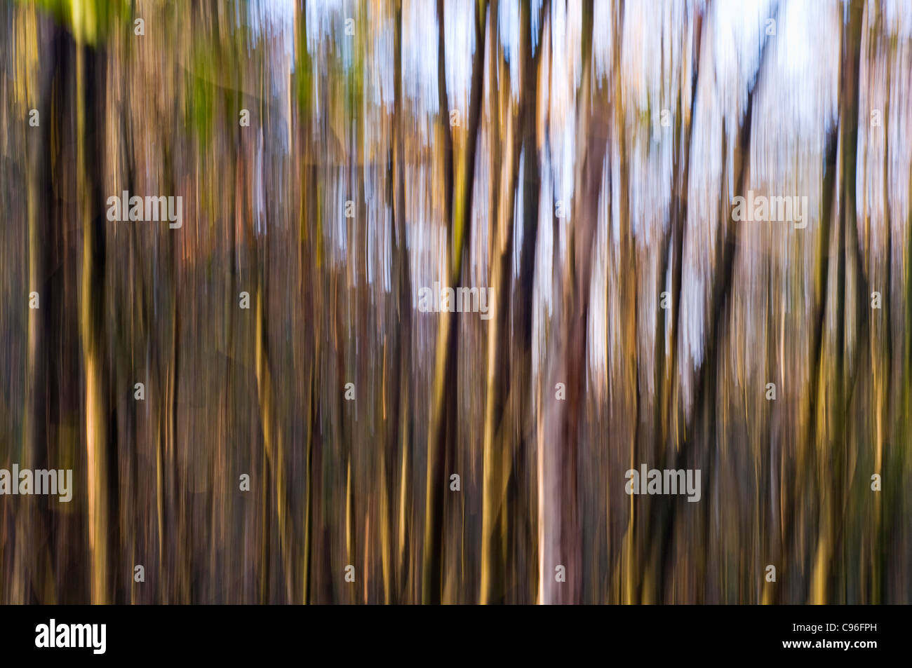 Rows of trees blurred in camera using a downward panning technique ...