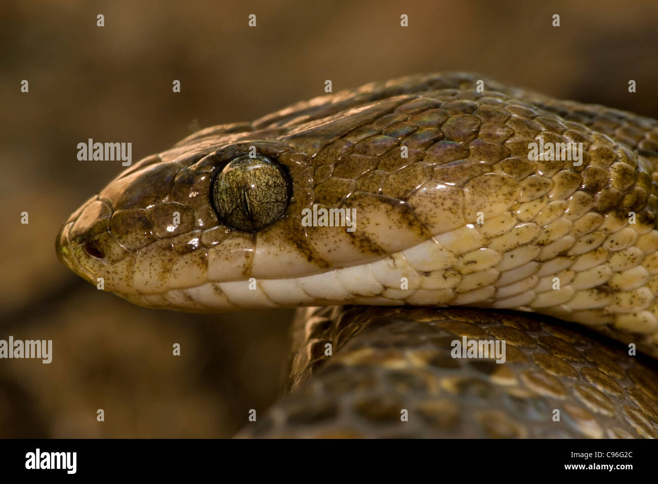 Rear fanged venomous hires stock photography and images Alamy