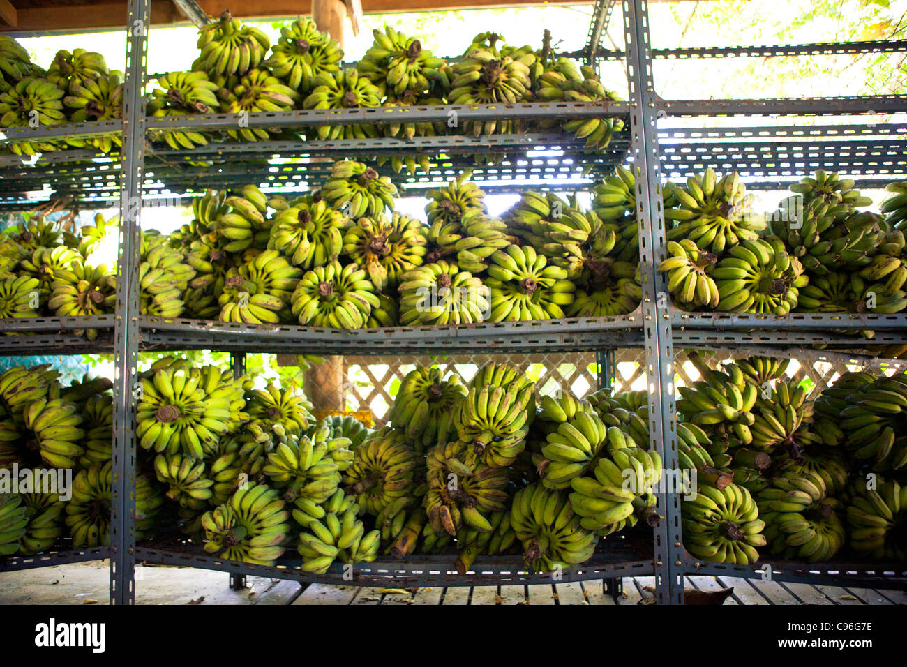 Racks of bananas for elephant feeding Stock Photo Alamy