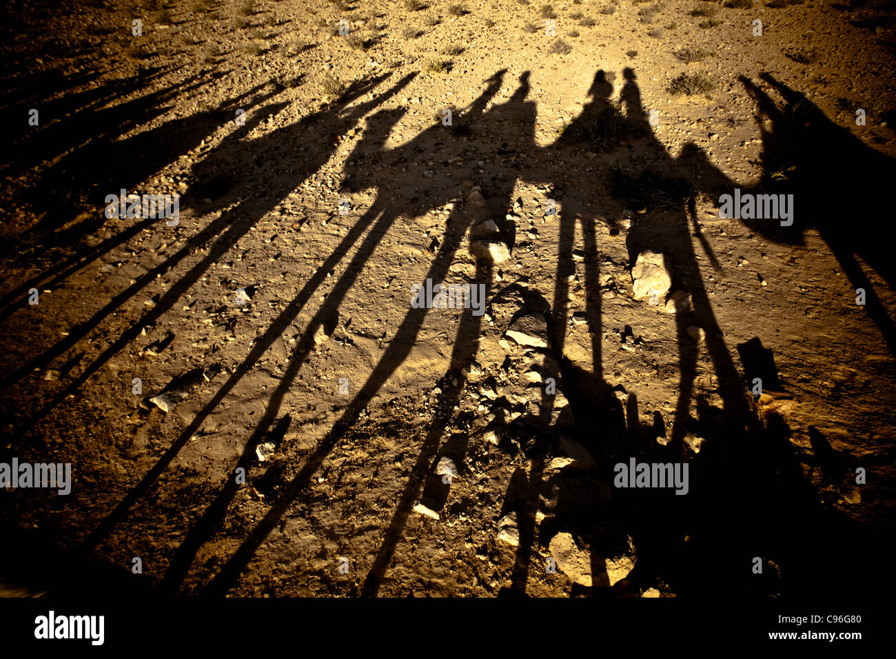 Camel shadows in the Desert Stock Photo