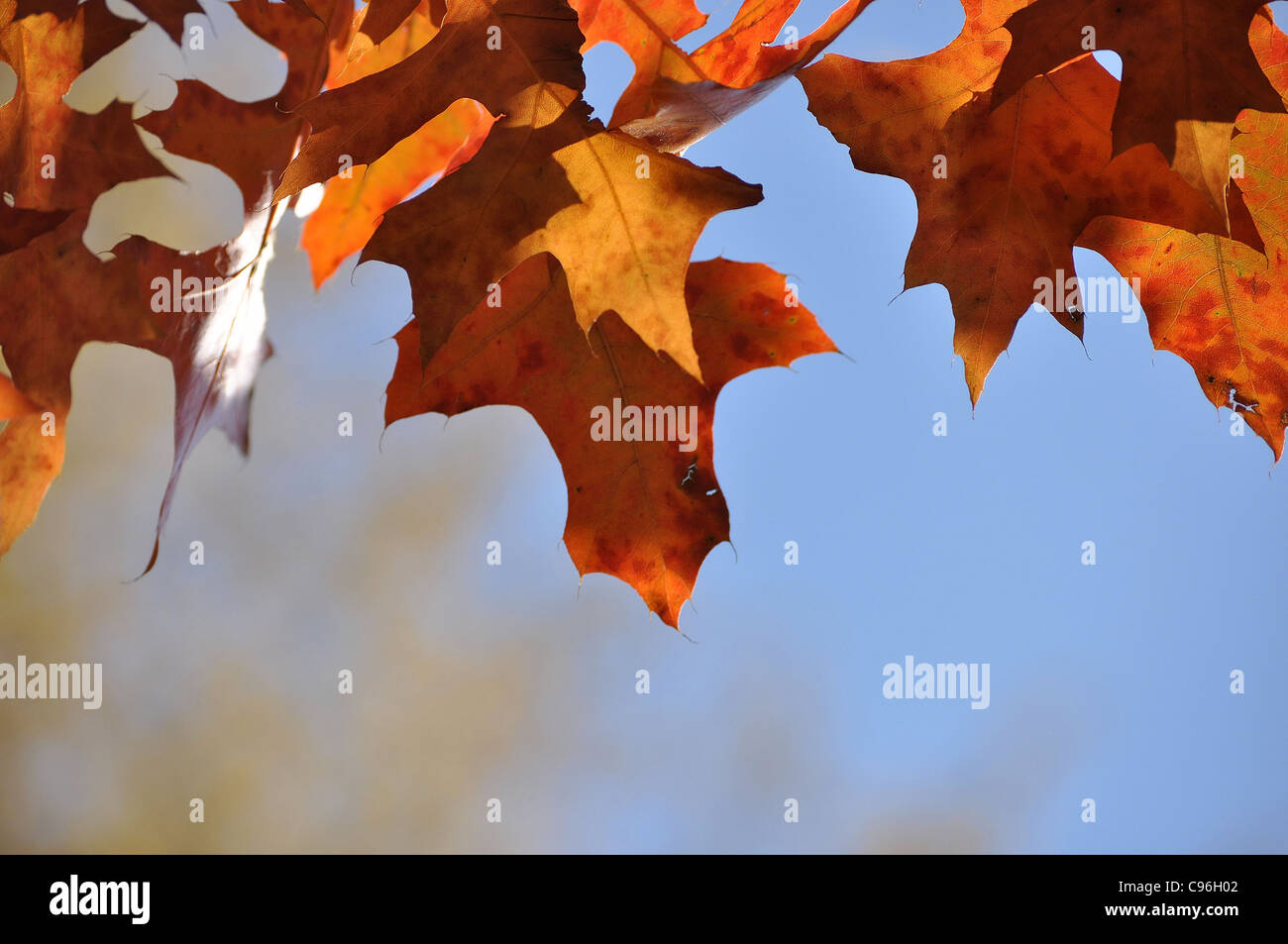 Autumn Oak Leaves Stock Photo - Alamy