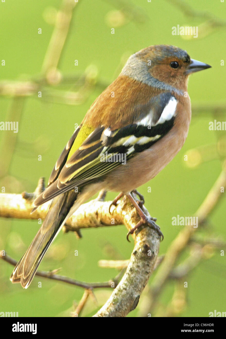 Fringilla coelebs gengleri hires stock photography and images Alamy