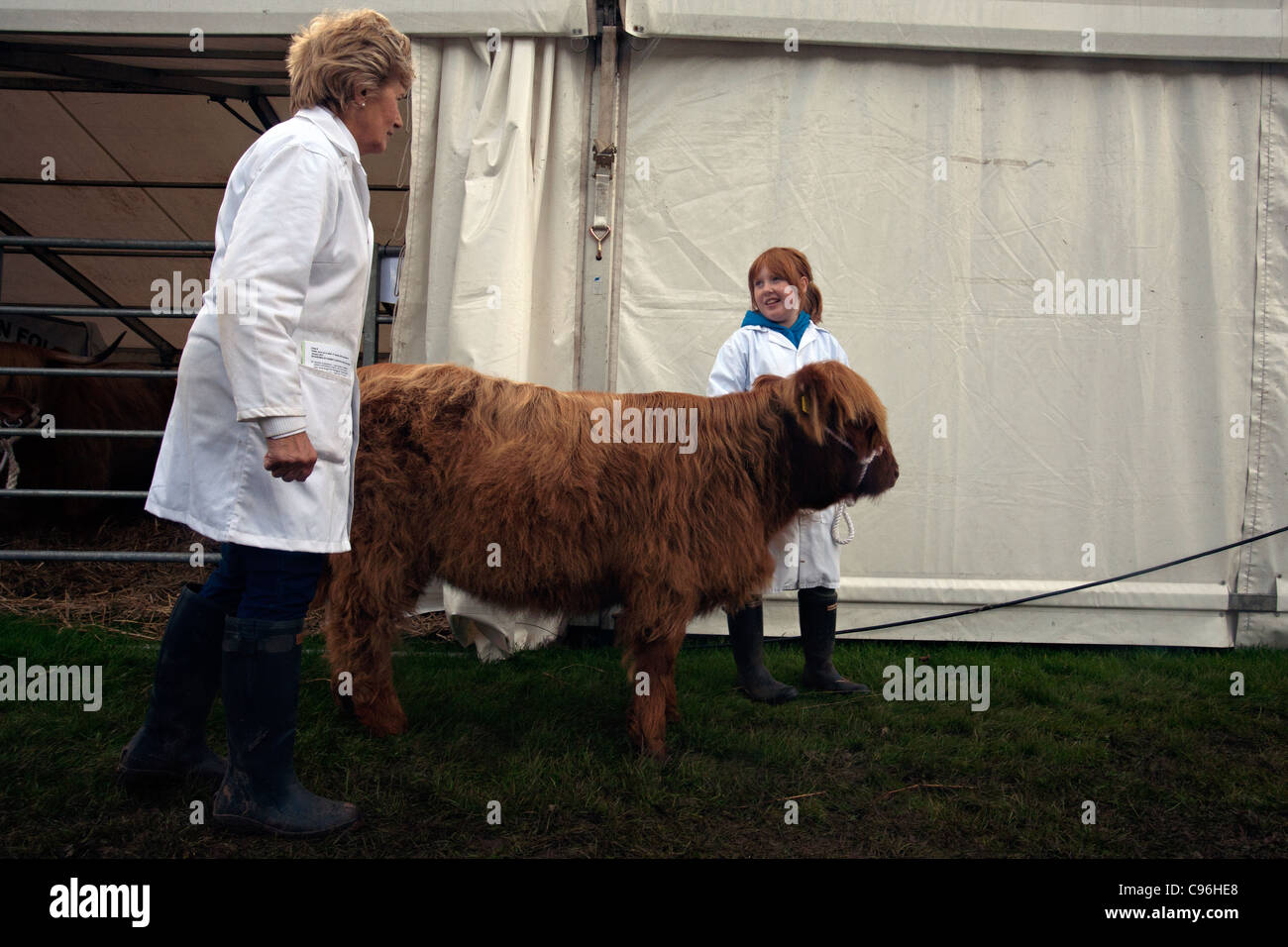 highland cattle show in pollock park glasgow scotland Stock Photo Alamy