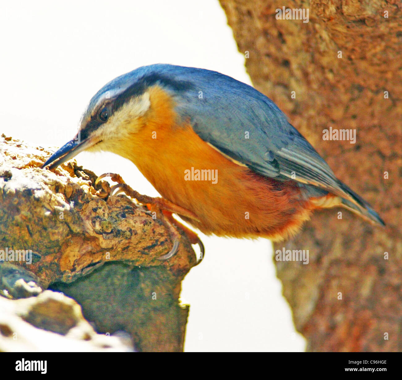 NUTHATCH (Sitta europaea affinis) British wild bird frequently seen in woods and gardens Stock Photo