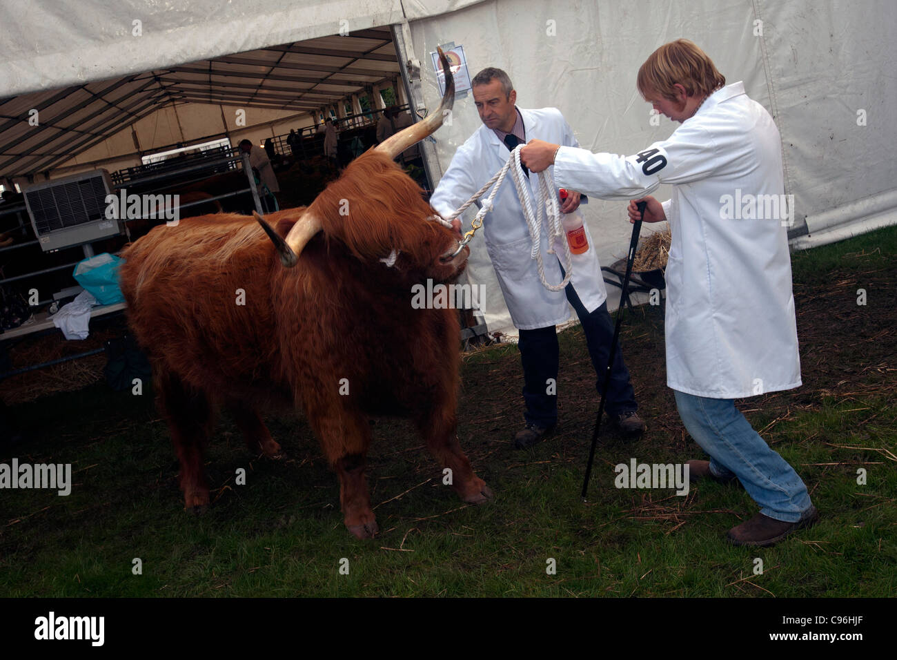 highland cattle show in pollock park glasgow scotland Stock Photo Alamy