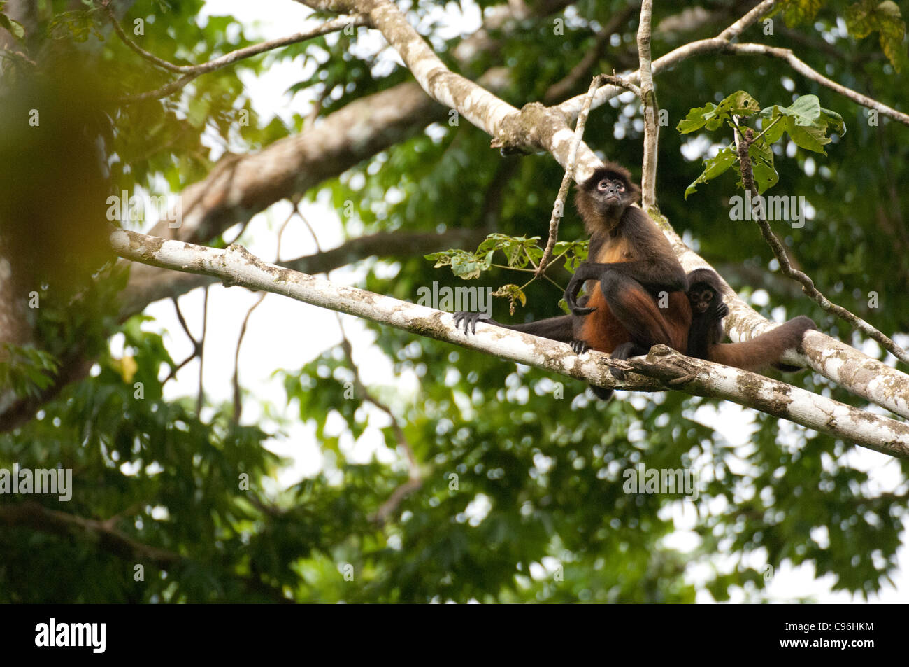 Central America, Costa Rica, SPider Monkey mother and chld perched in tree. Stock Photo
