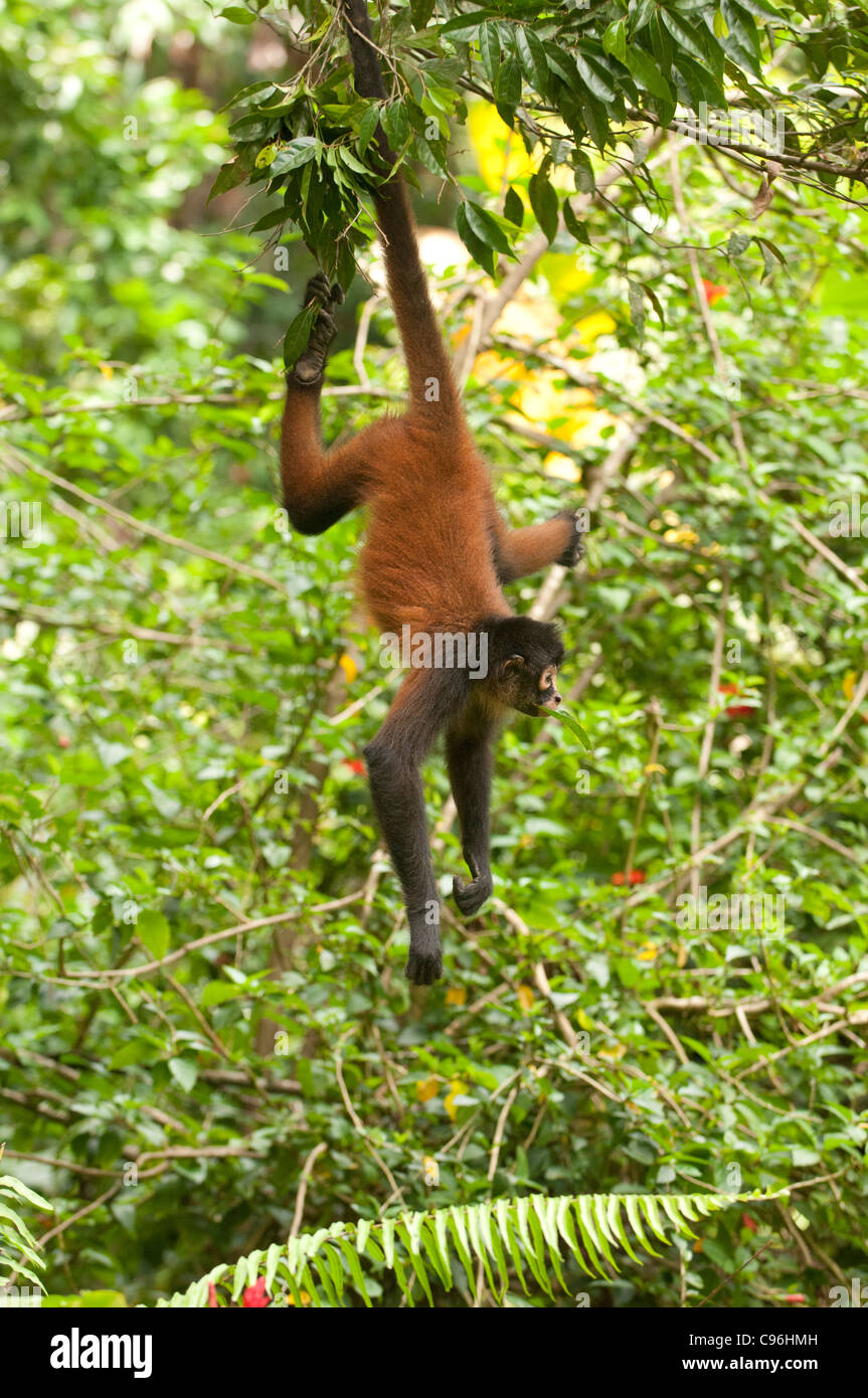 Central America, Costa Rica, Osa Peninsula, Spider Monkey Stock Photo