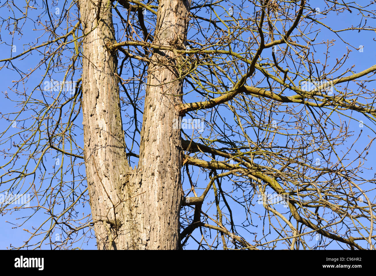 Persian oak (Quercus macranthera Stock Photo Alamy