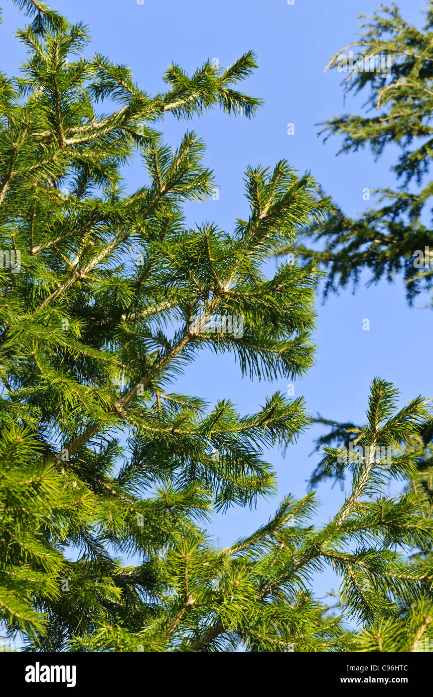 Pindrow fir (Abies pindrow) Stock Photo