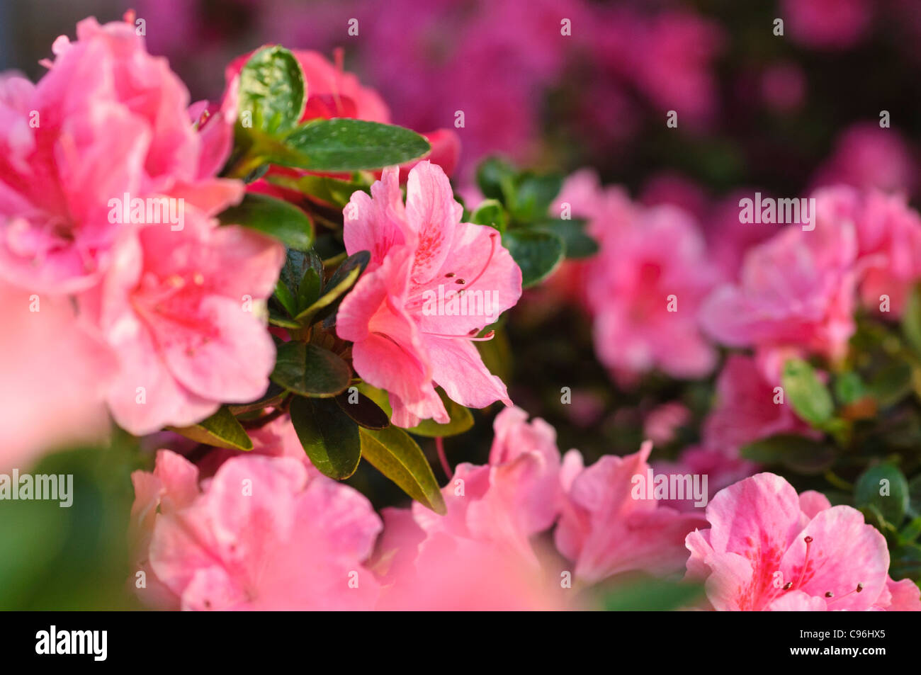 Indian azalea (Rhododendron simsii 'Nanny') Stock Photo