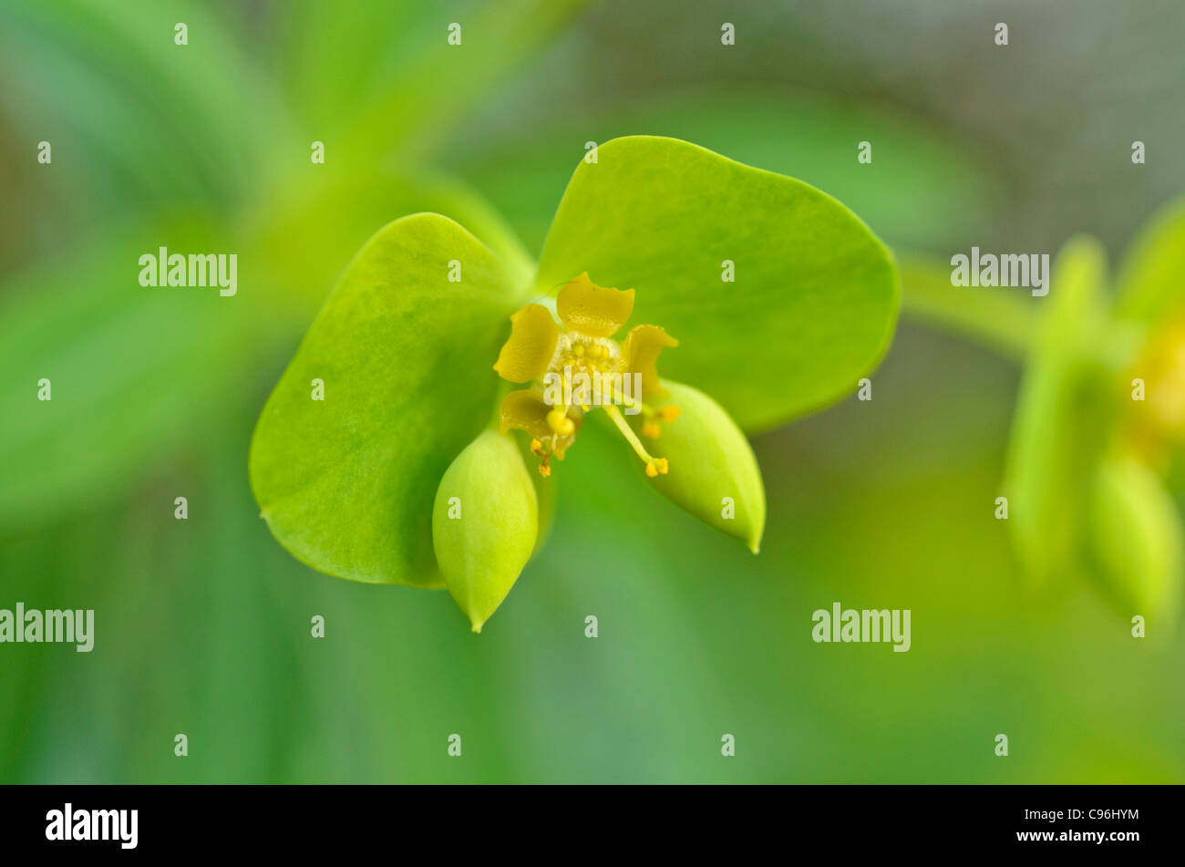 Woody spurge (Euphorbia dendroides) Stock Photo