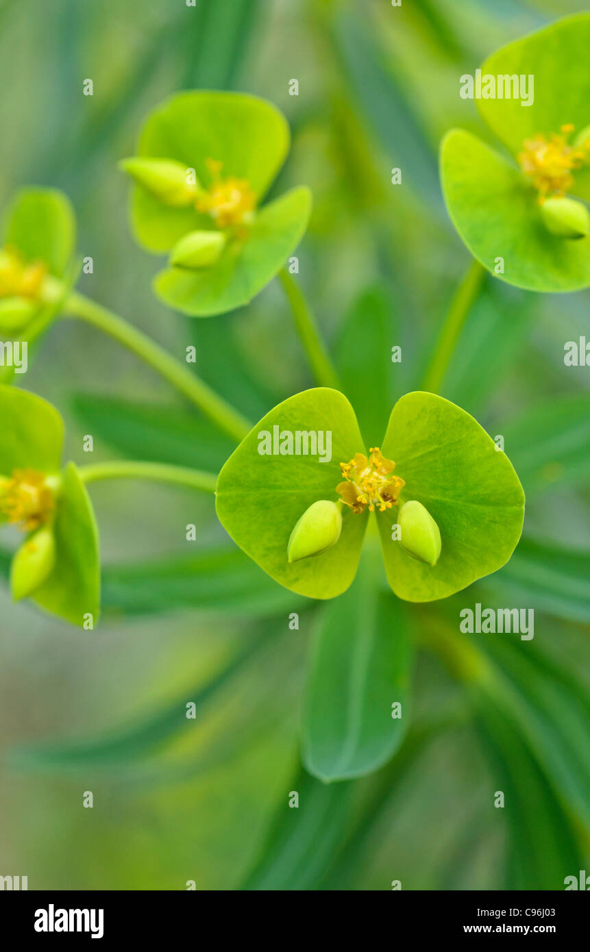 Woody spurge (Euphorbia dendroides) Stock Photo