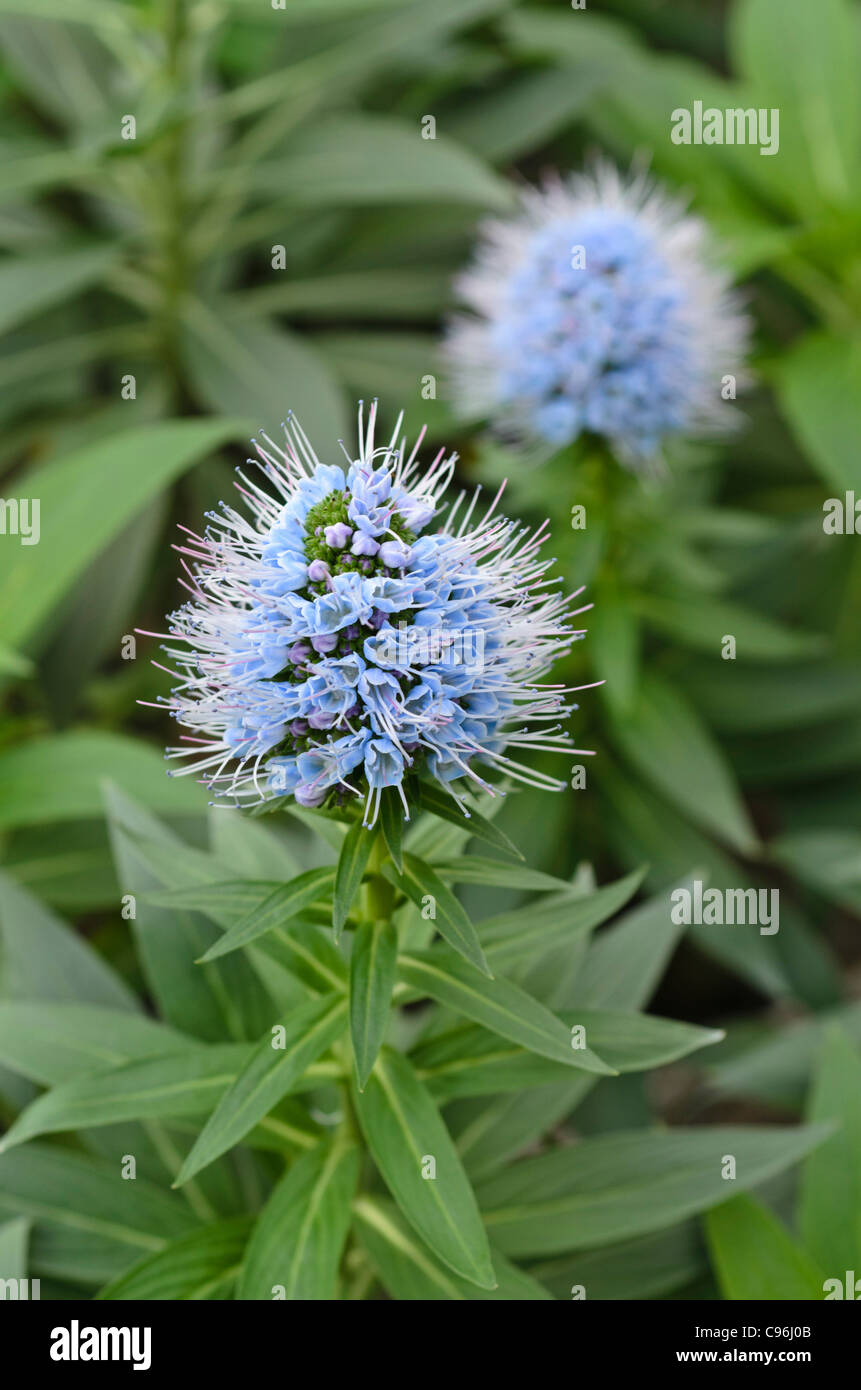 Viper's bugloss (Echium nervosum) Stock Photo