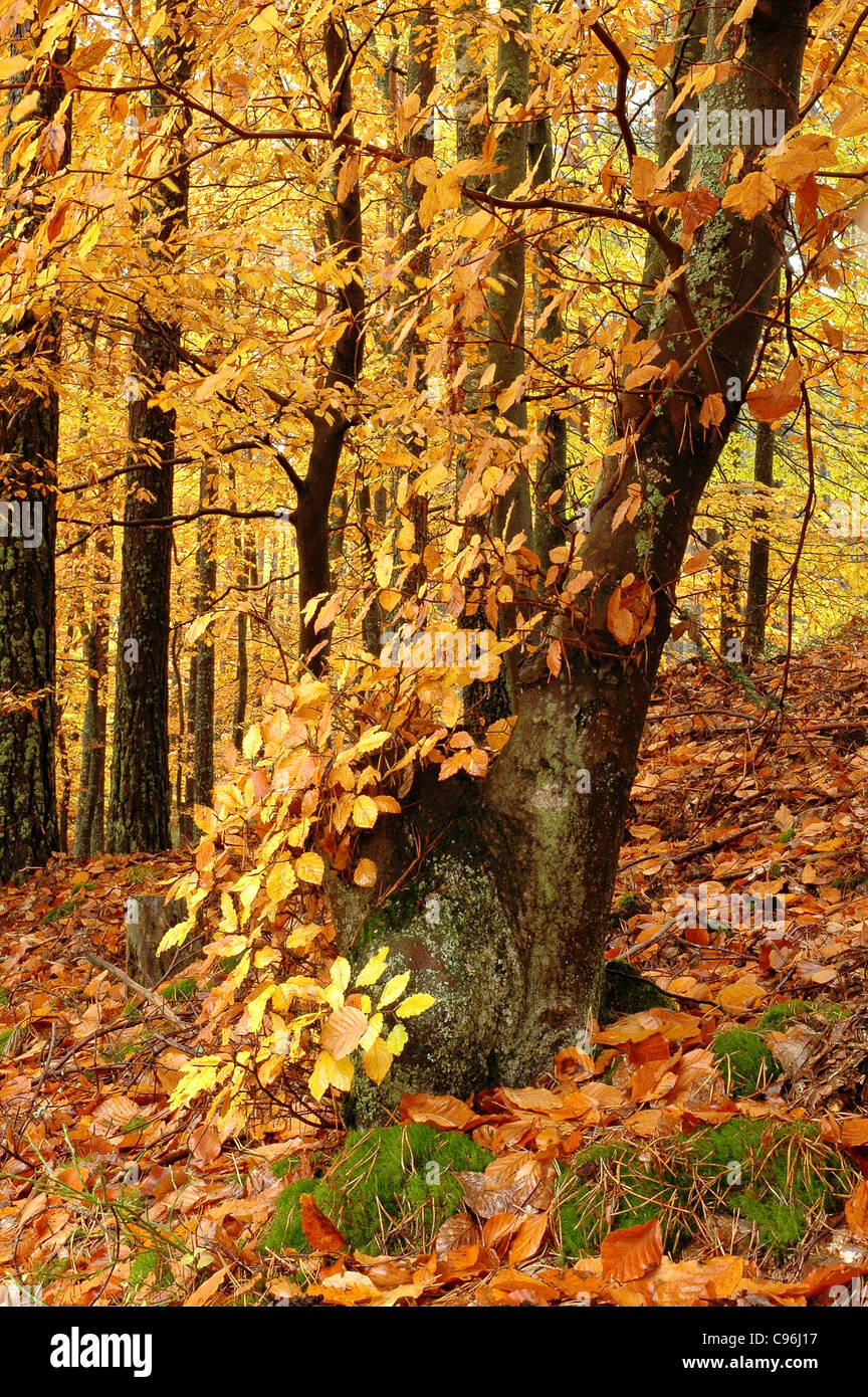 Autumn scene golden leaves hi-res stock photography and images - Alamy