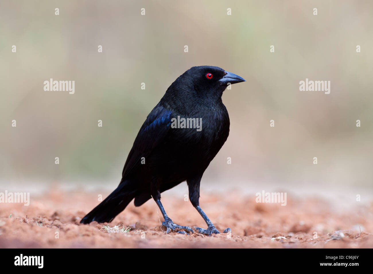 Bronzed Cowbird, Molothrus aeneus, looking for water and relief from summer heat on a ranch in South Texas. Stock Photo