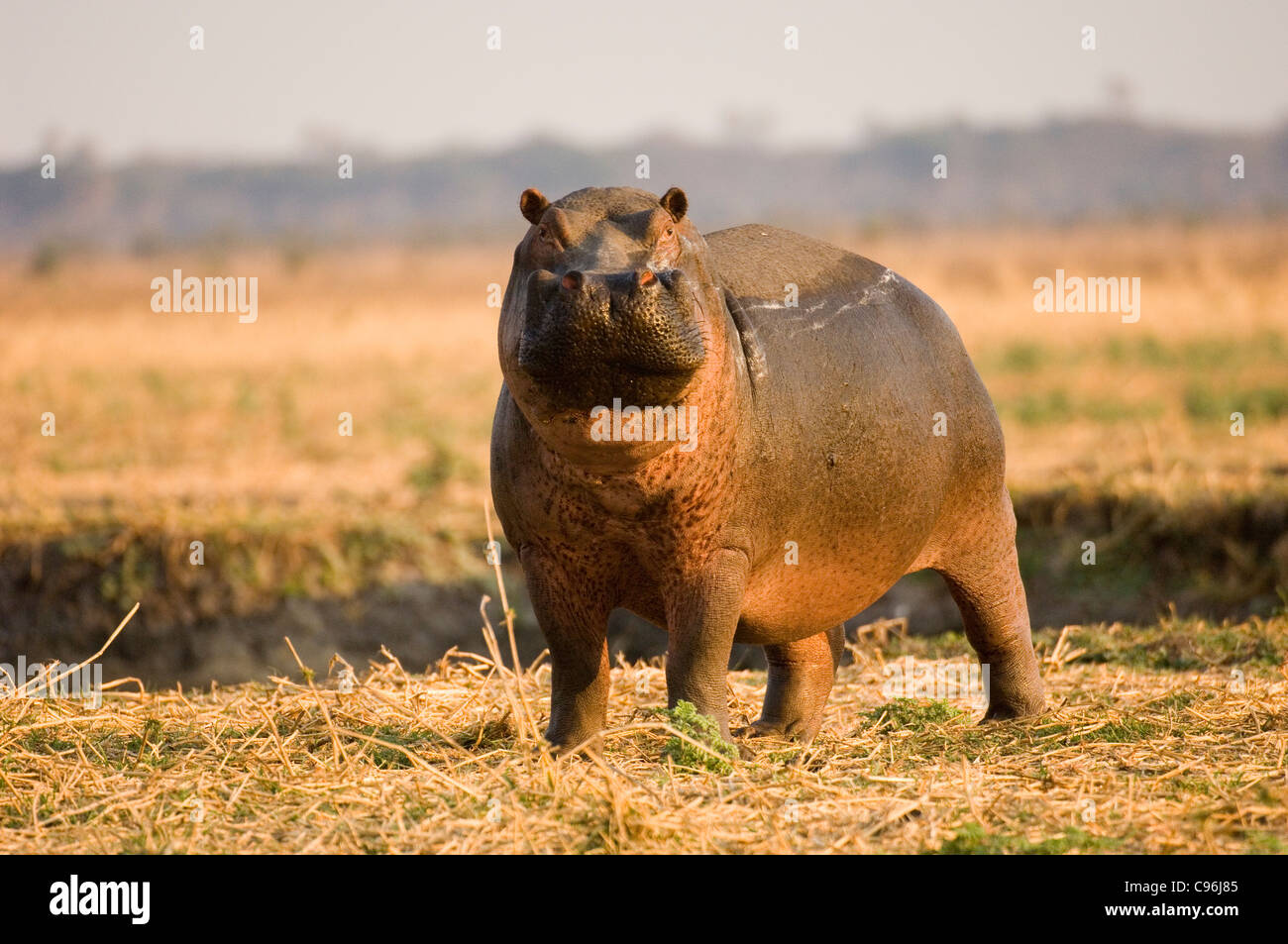 Africa, Tanzania, Katavi, hippo standing on dried up river bank. Stock Photo