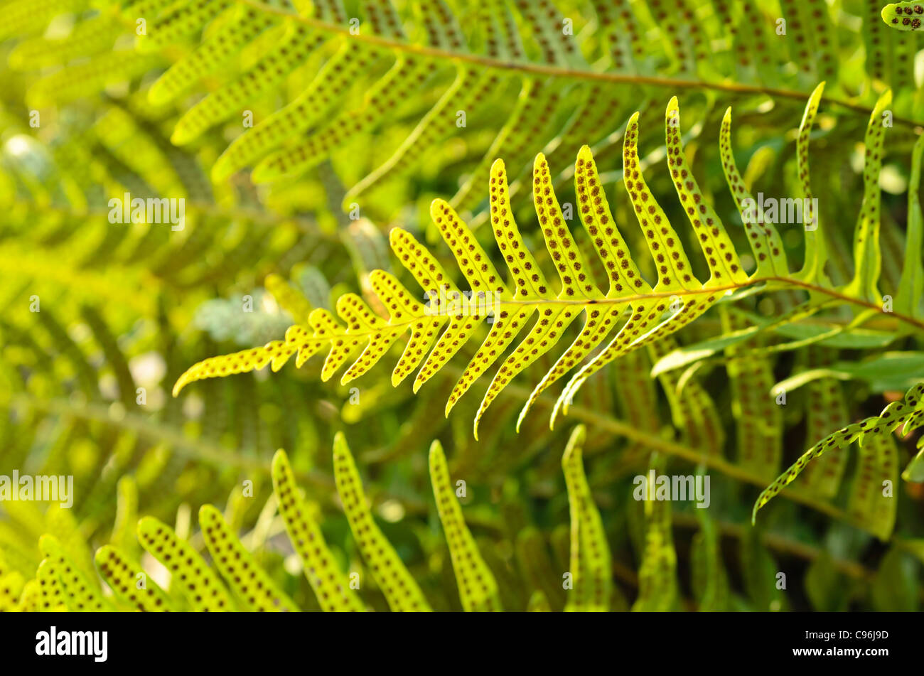 Common polypody (Polypodium vulgare) Stock Photo