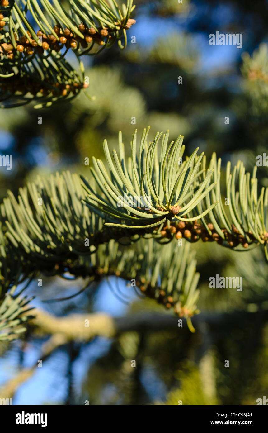 Colorado fir (Abies concolor 'Violacea') Stock Photo