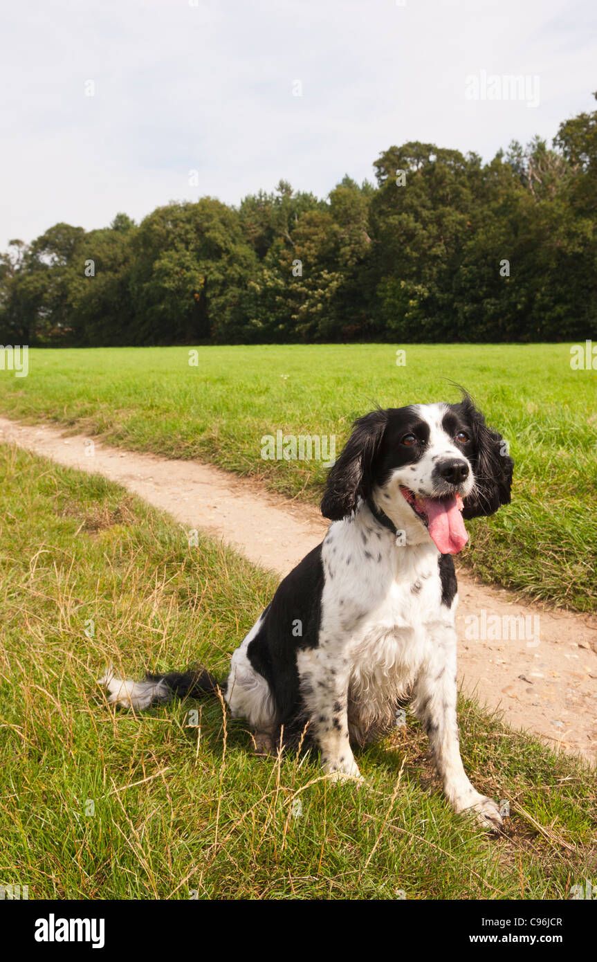 An English Springer Spaniel dog in the countryside in Suffolk , England , Britain , Uk Stock Photo