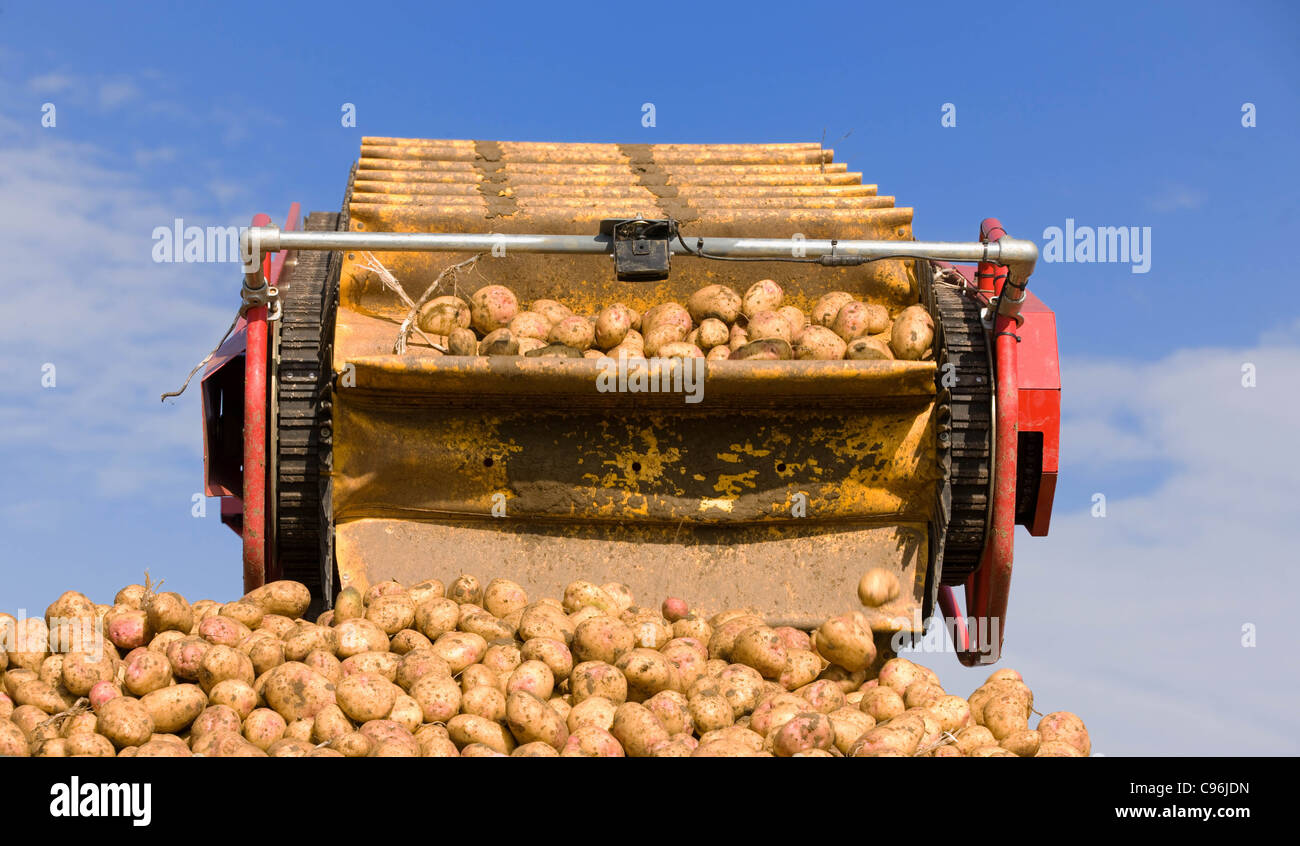 Lifting Potatoes in Lincolnshire Stock Photo Alamy