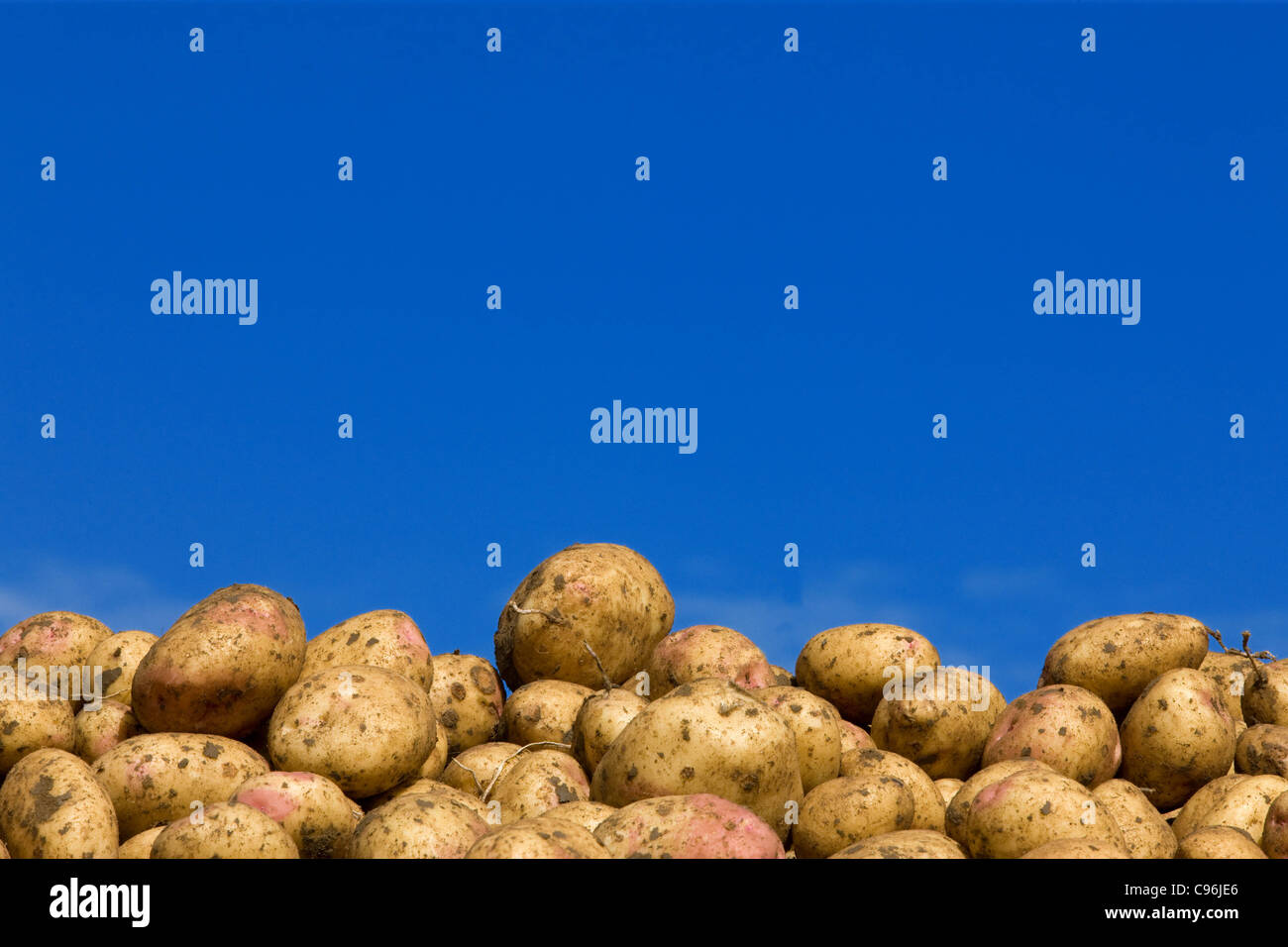 Lifting Potatoes in Lincolnshire Stock Photo Alamy