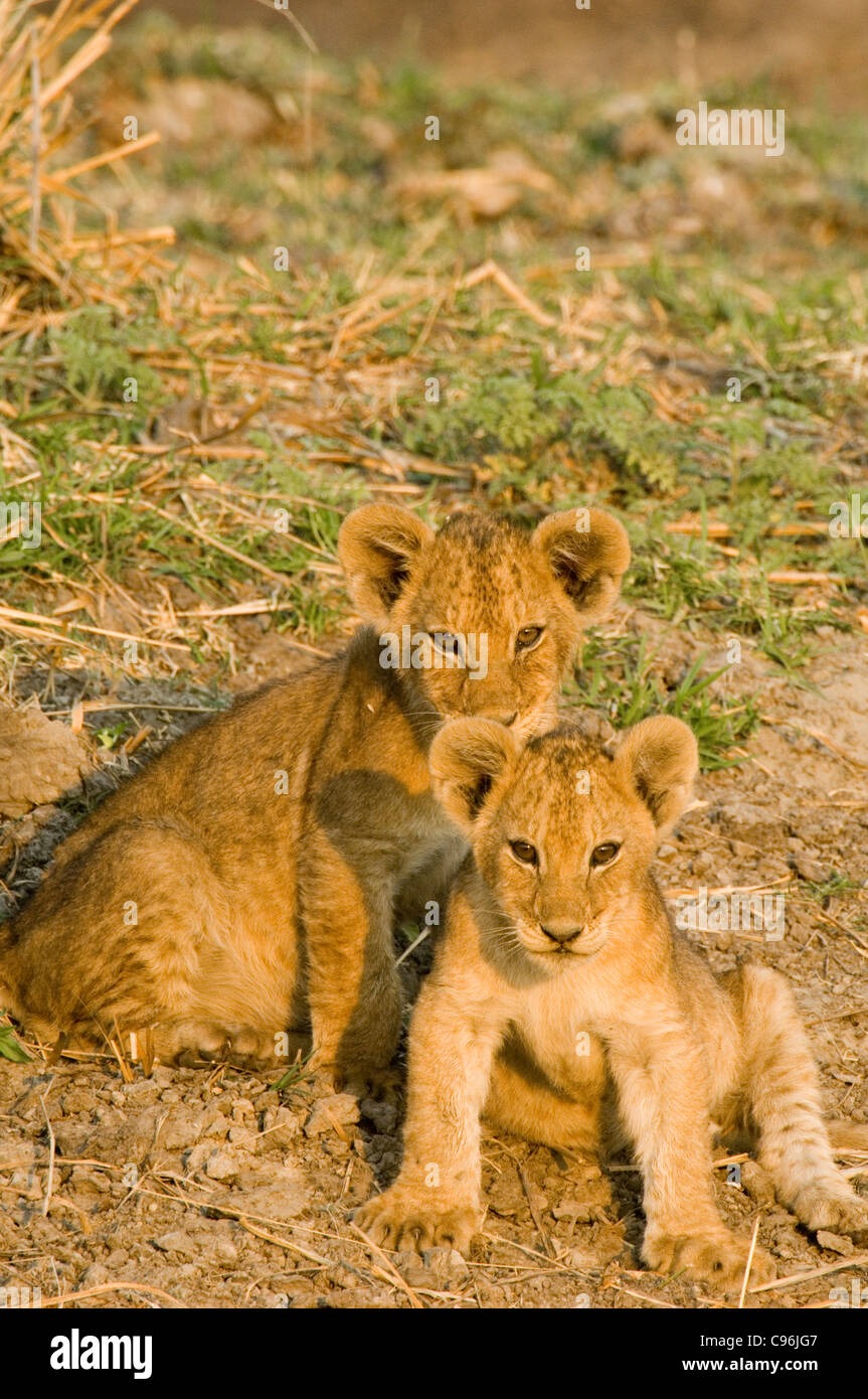 Katavi, Tanzania, Africa.  Lion cubs playing near their mother. Stock Photo