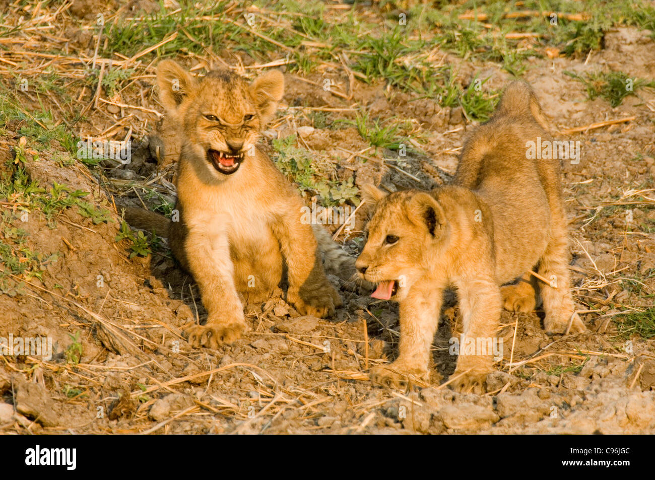 Katavi, Tanzania, Africa.  Lion cubs playing near their mother. Stock Photo