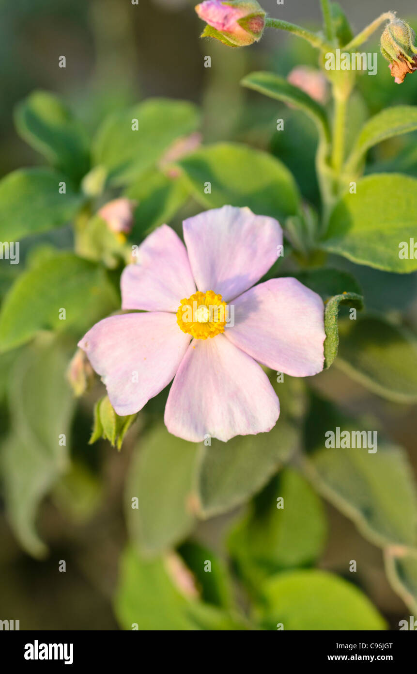 Small-flowered rock rose (Cistus parviflorus) Stock Photo