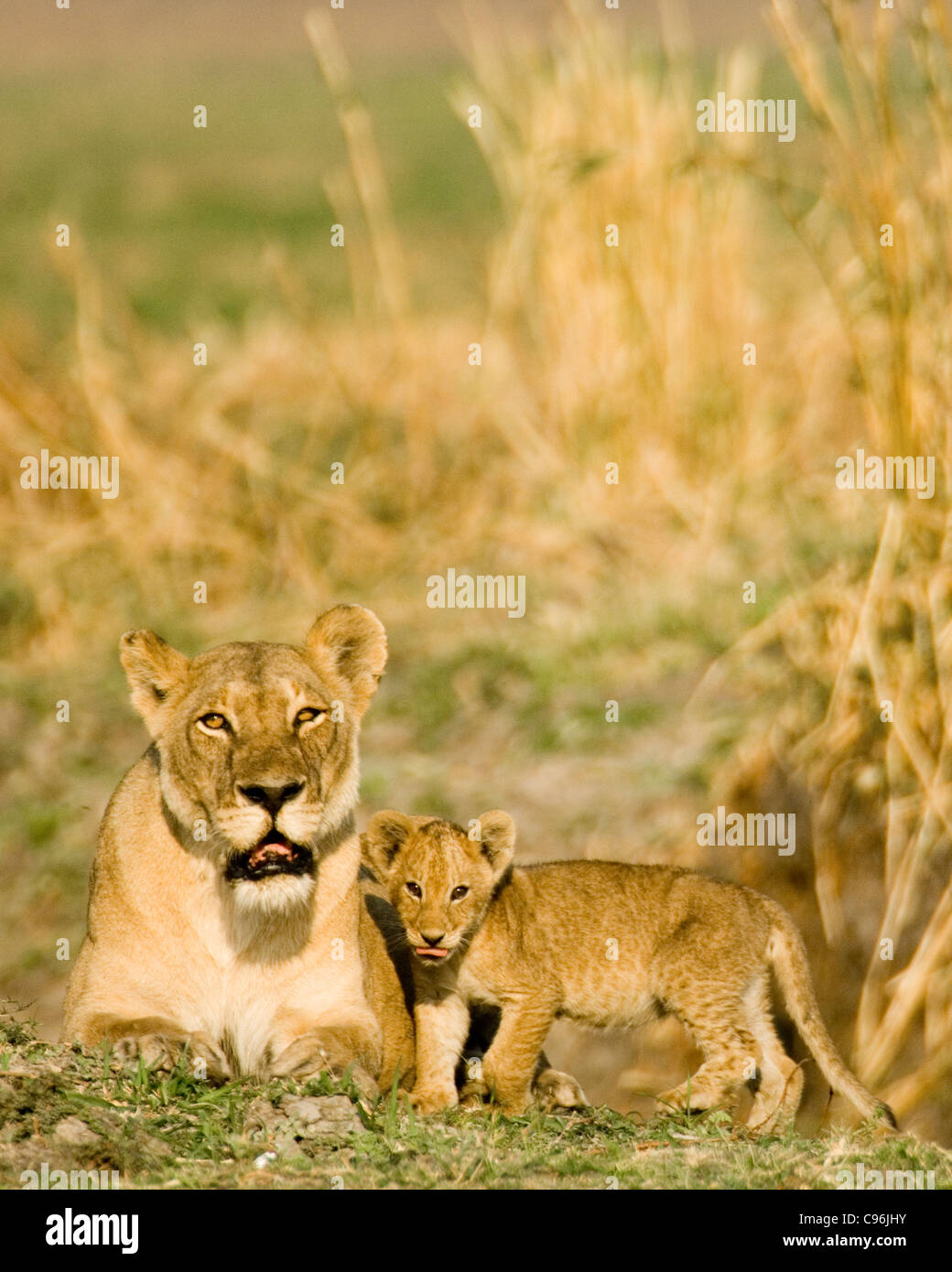 Katavi, Tanzania, Africa.  Female lion with cub. Stock Photo