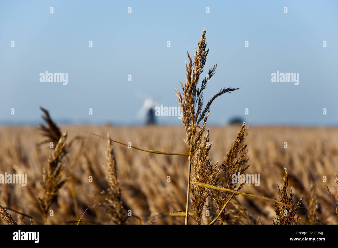 Norfork reed bed with windmill Stock Photo