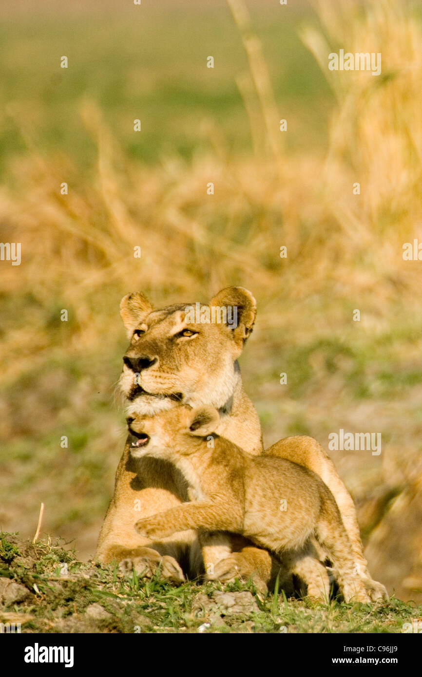 Katavi, Tanzania, Africa.  Female lion with cub. Stock Photo