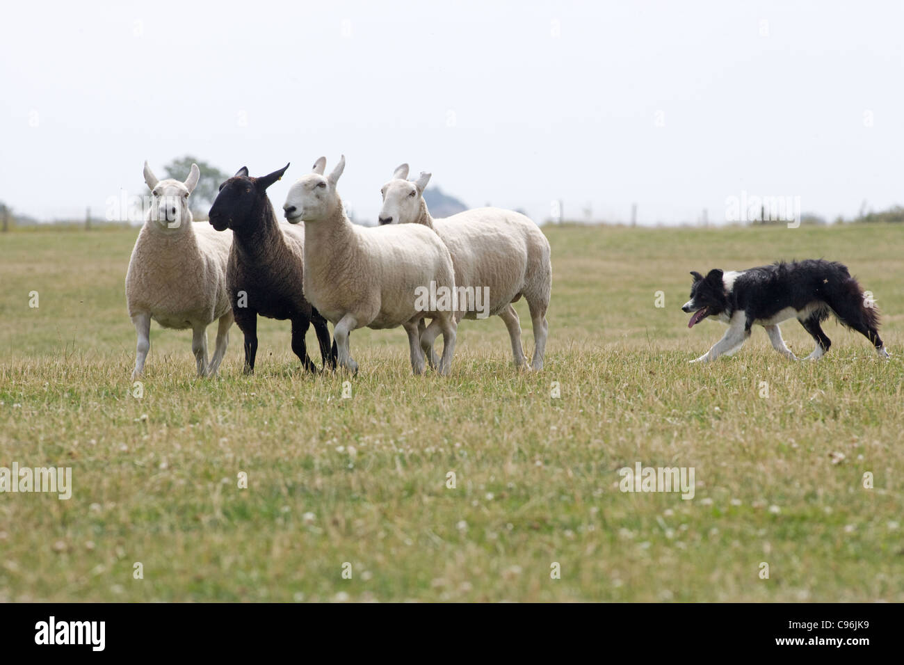 Working Sheep Dog rounding sheep up Stock Photo