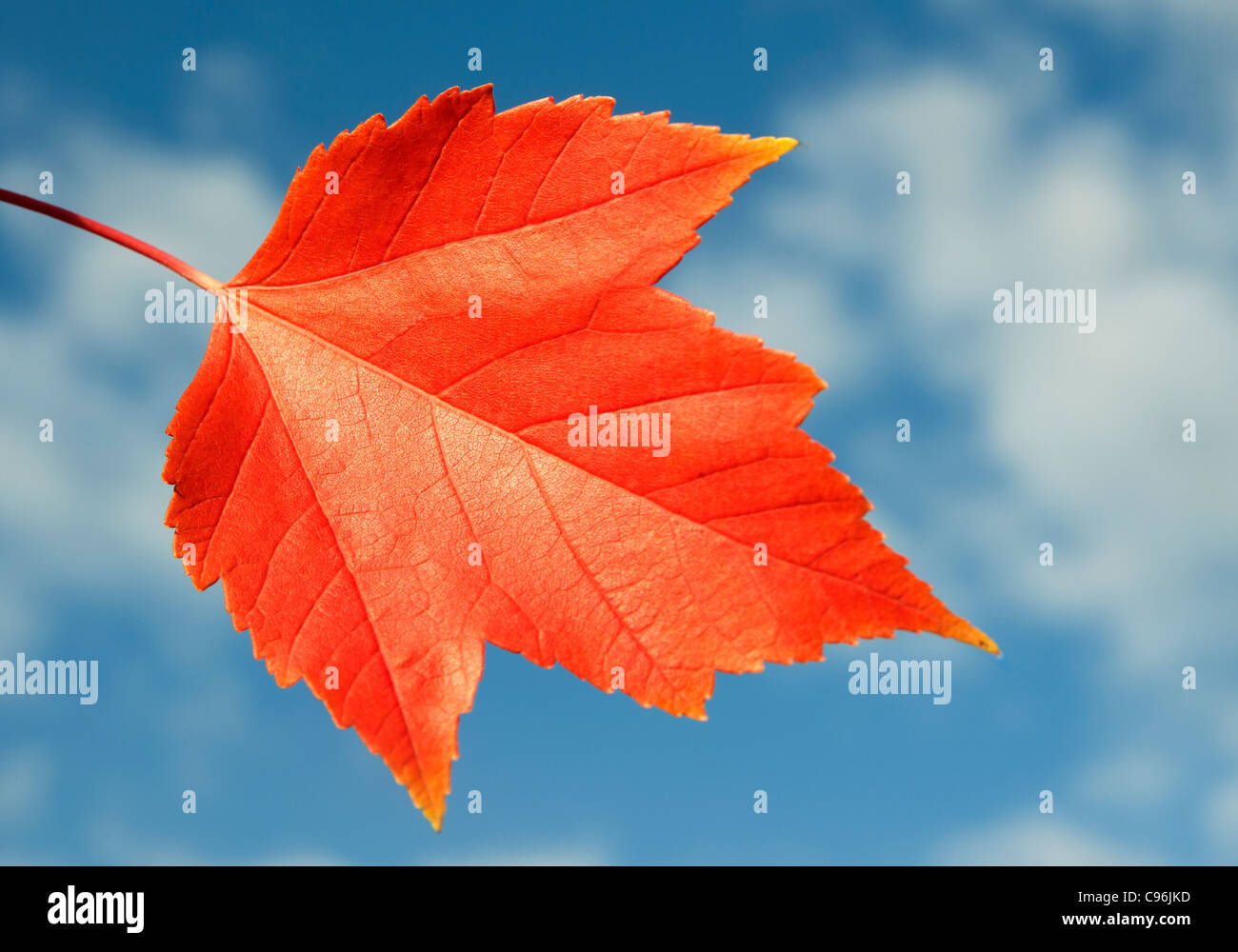 Colorful fall maple leaves hi-res stock photography and images - Alamy