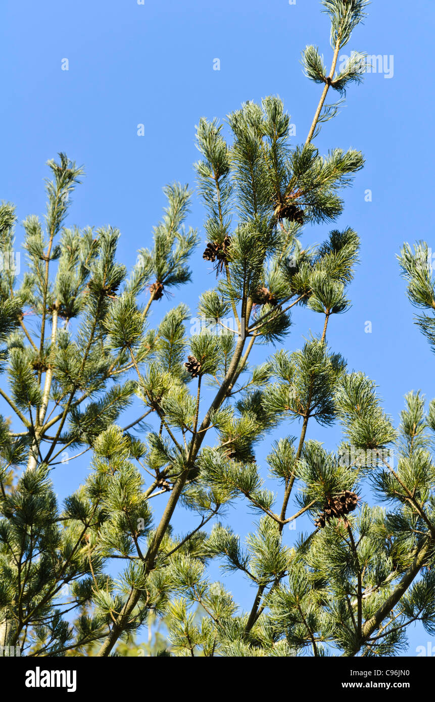 Japanese white pine (Pinus parviflora 'Glauca') Stock Photo