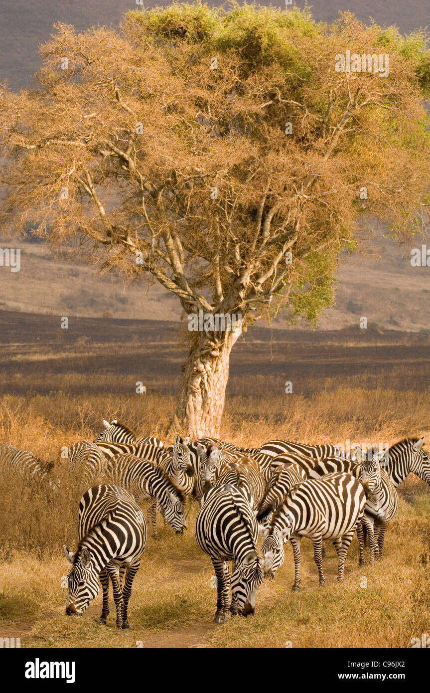 Africa, Tanzania, Ngorogoro Crater. Zebras grazing. Stock Photo