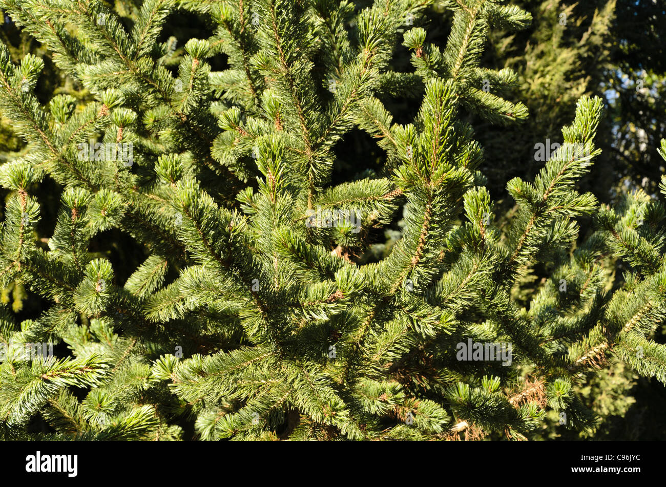 Bistlecone pine (Pinus aristata) Stock Photo