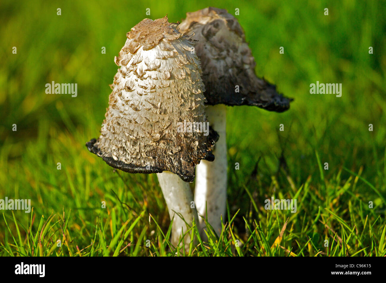 wild fungi - coprinus comatus: shaggy ink cap/ lawyers wig Stock Photo