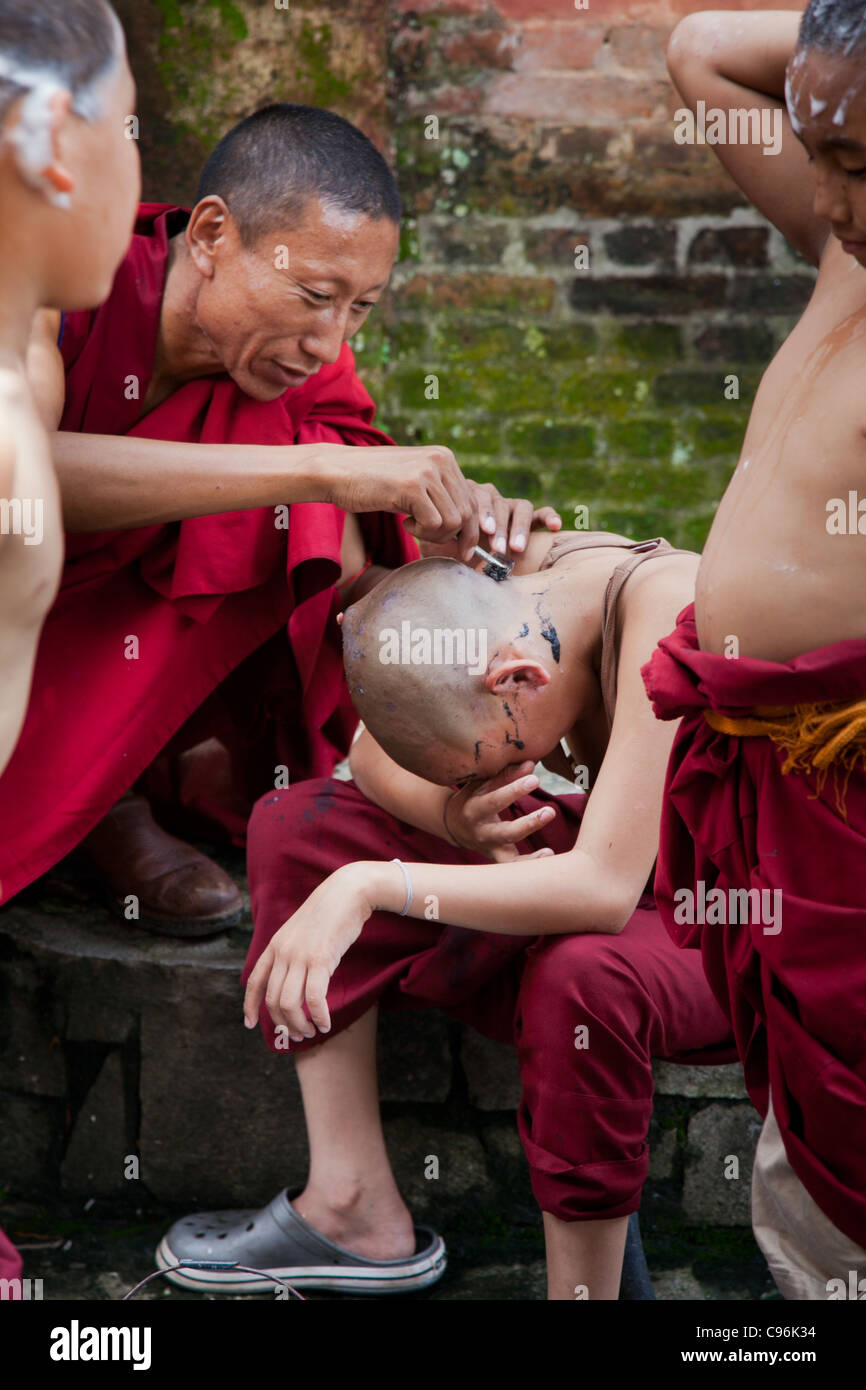 Young monks having their heads shaved Stock Photo Alamy