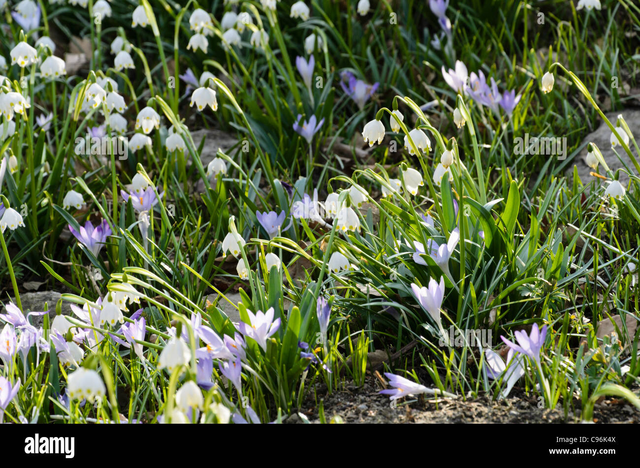 Spring snowflake (Leucojum vernum) and early crocus (Crocus tommasinianus) Stock Photo